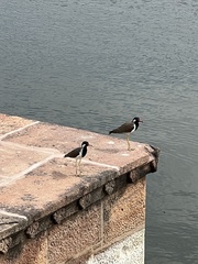 Vanellus indicus