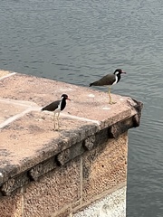 Vanellus indicus