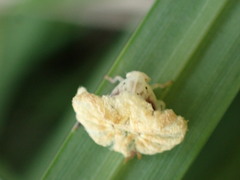 Ricania sublimata