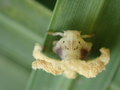 Ricania sublimata