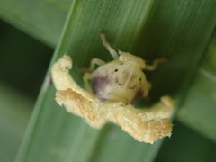 Ricania sublimata