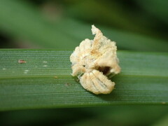 Ricania sublimata