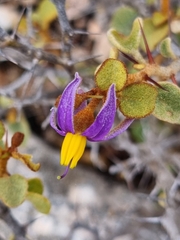 Solanum nummularium