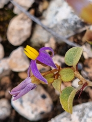 Solanum nummularium