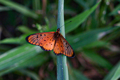 Acraea oncaea