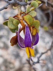 Solanum nummularium