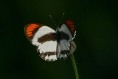 Colotis euippe omphale