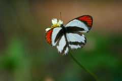 Colotis euippe omphale