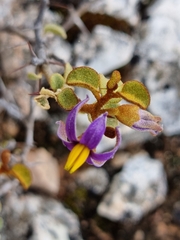 Solanum nummularium