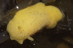 Doriopsis granulosa