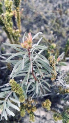 Leucadendron galpinii