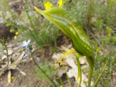 Pterostylis plumosa