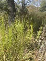 Cytisus