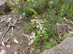 Pterostylis plumosa