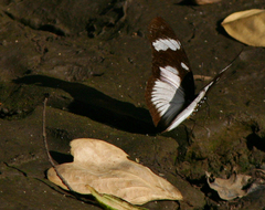 Hypolimnas anthedon wahlbergi