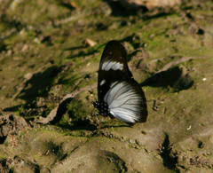 Hypolimnas anthedon wahlbergi