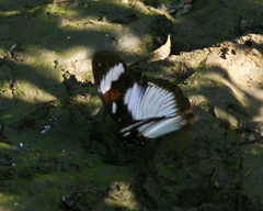Hypolimnas anthedon wahlbergi
