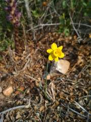 Narcissus assoanus