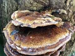 Mensularia radiata