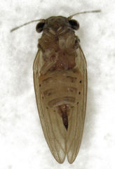Ctenarytaina insularis
