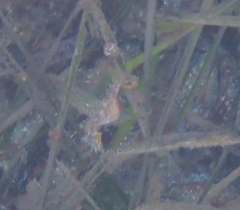 Hippocampus breviceps