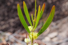 Acacia venulosa