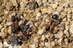 Camponotus intrepidus