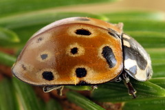 Anatis ocellata