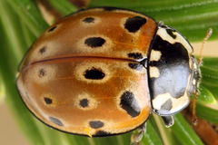 Anatis ocellata
