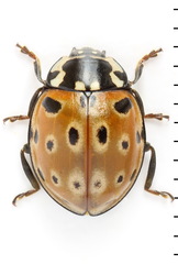 Anatis ocellata