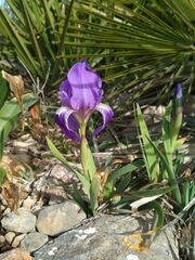 Iris lutescens
