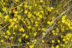 Hibbertia surcularis