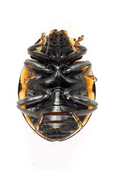 Anatis ocellata