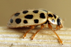 Anisosticta novemdecimpunctata