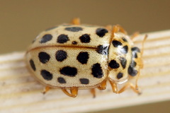 Anisosticta novemdecimpunctata