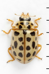 Anisosticta novemdecimpunctata