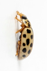 Anisosticta novemdecimpunctata