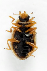 Anisosticta novemdecimpunctata