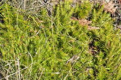 Melichrus procumbens