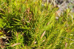 Melichrus procumbens