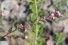 Boronia microphylla