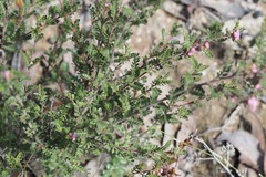 Boronia microphylla
