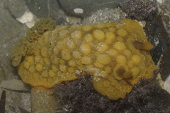 Doris wellingtonensis