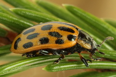 Chrysomela vigintipunctata