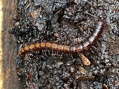 Antichiropus variabilis