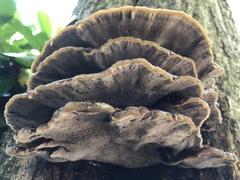 Mensularia radiata