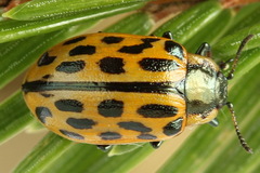Chrysomela vigintipunctata