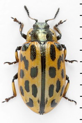 Chrysomela vigintipunctata