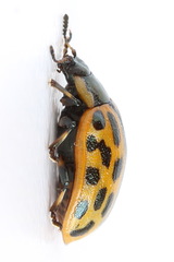 Chrysomela vigintipunctata
