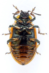 Chrysomela vigintipunctata
